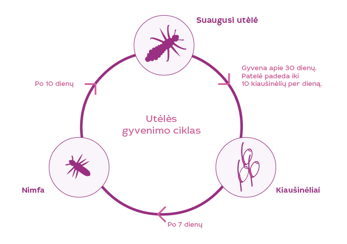 louselifecycle